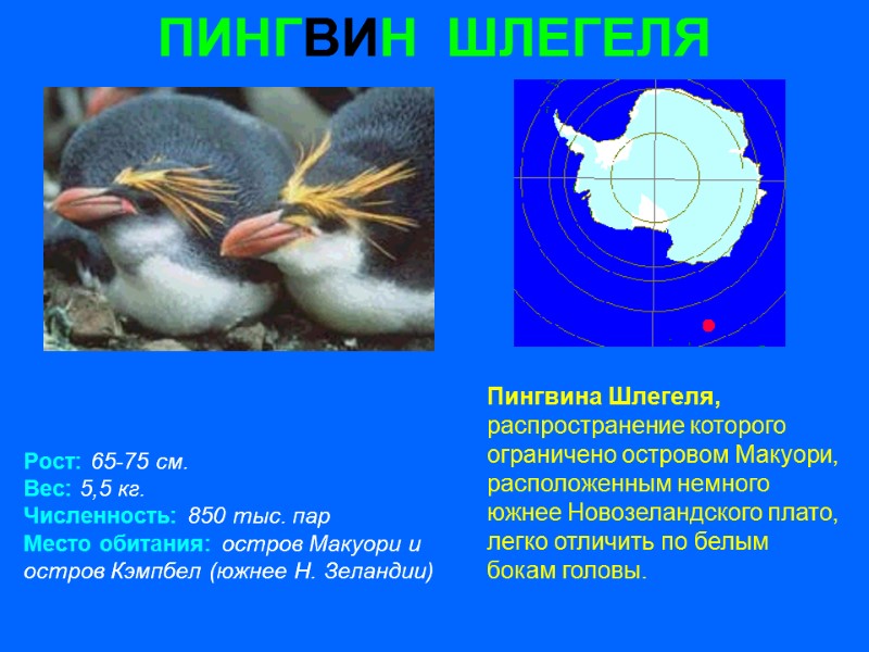 ПИНГВИН  ШЛЕГЕЛЯ Рост: 65-75 см. Вес: 5,5 кг. Численность: 850 тыс. пар Место